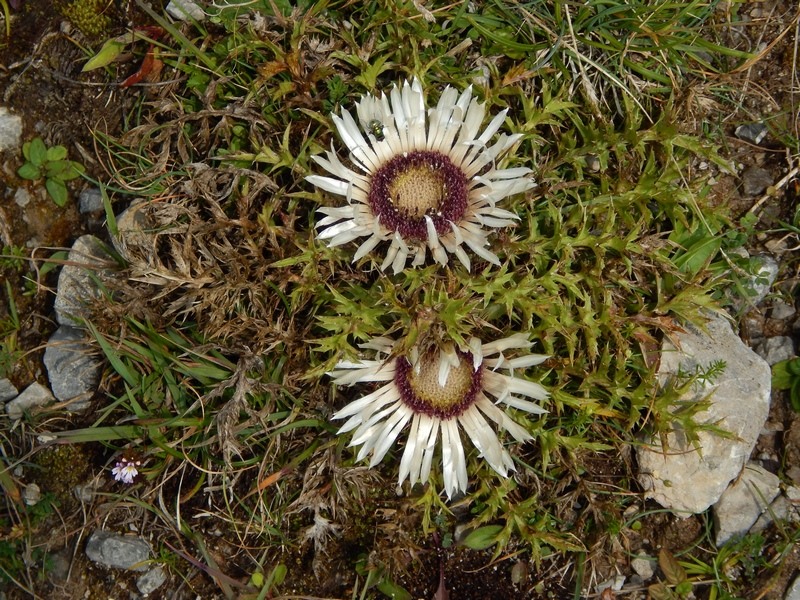 Carlina acaulis